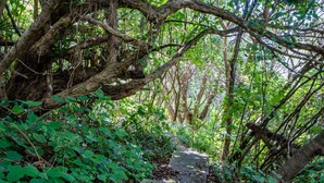 Ein schmaler Steinweg, umgeben von dichtem Grün und Ästen.