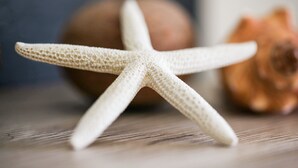 A starfish on a wooden surface with a round object and a seashell in the background.