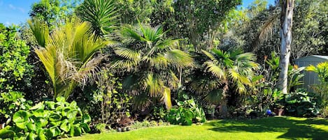 Un jardín exuberante con diversas plantas tropicales y un césped cuidado.