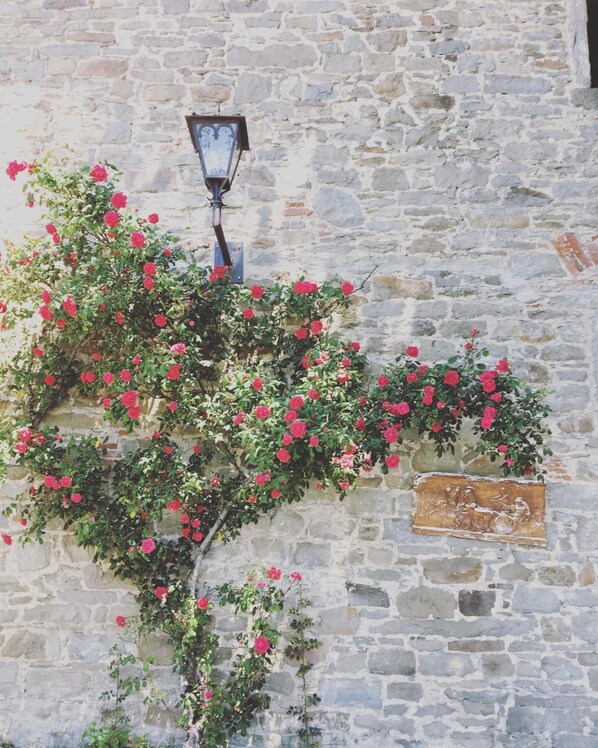 Property grounds - Agriturismo La Casina della Burraia (Subbiano)