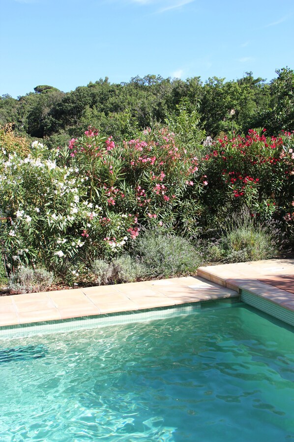 Outdoor pool, a heated pool, pool umbrellas
