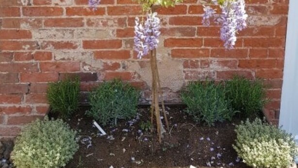 Un jardin agrémenté d’une plante grimpante soutenue par un treillage en bois adossé à un mur de briques.