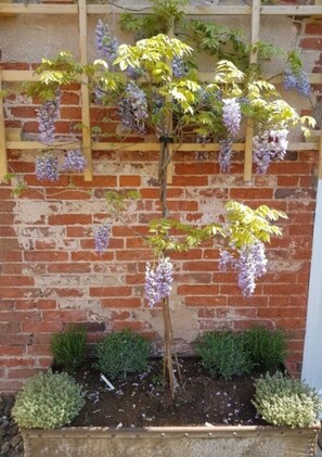 A garden with a climbing plant supported by a wooden trellis against a brick wall.