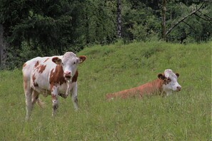 Unclassified image, 4 of 39, button