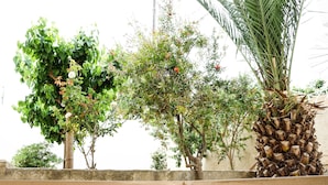 A variety of trees and plants, including a palm tree, against a beige wall. - Dioni Hotel (Rethymno)