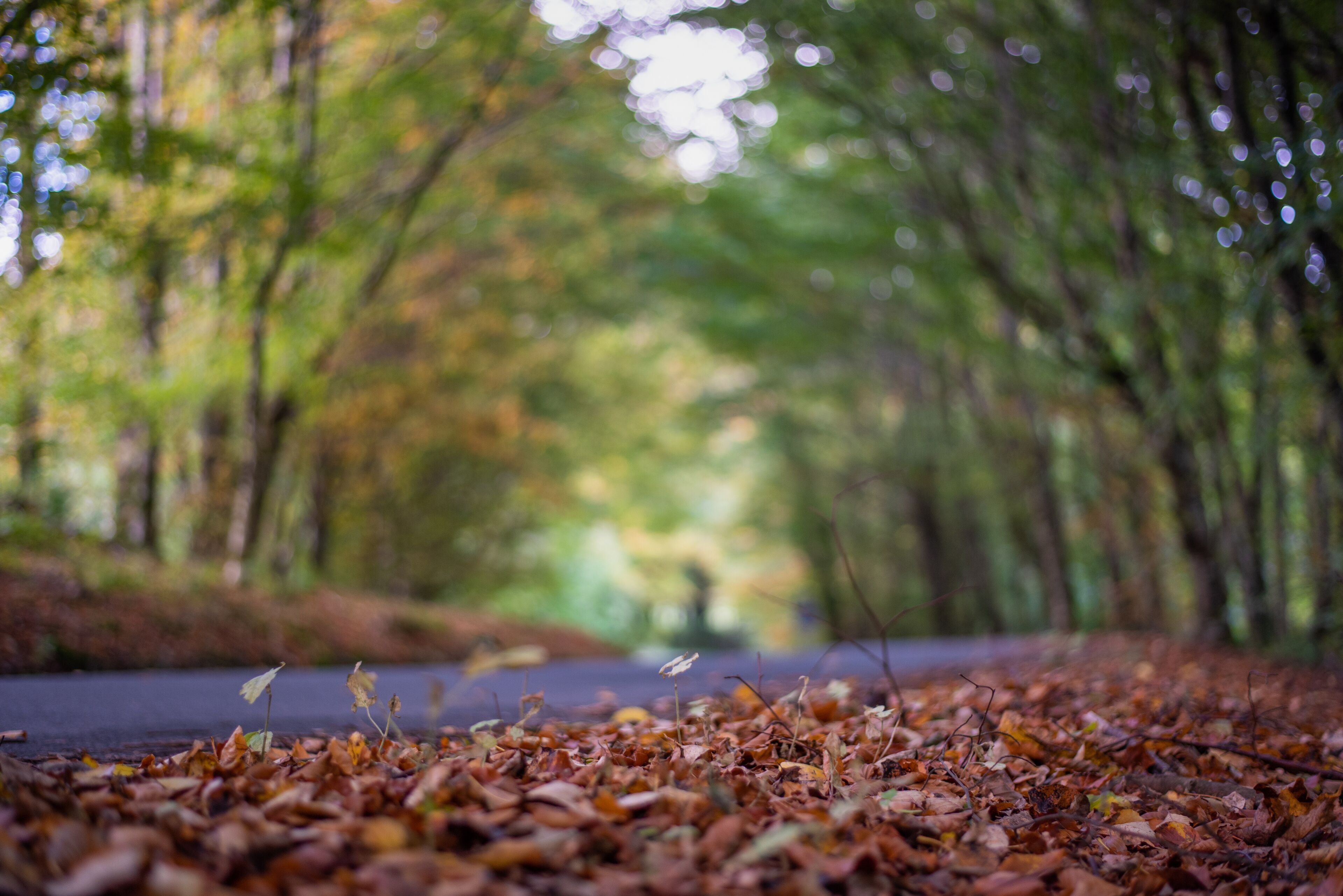 Un sentier forestier jonché de feuilles mortes.