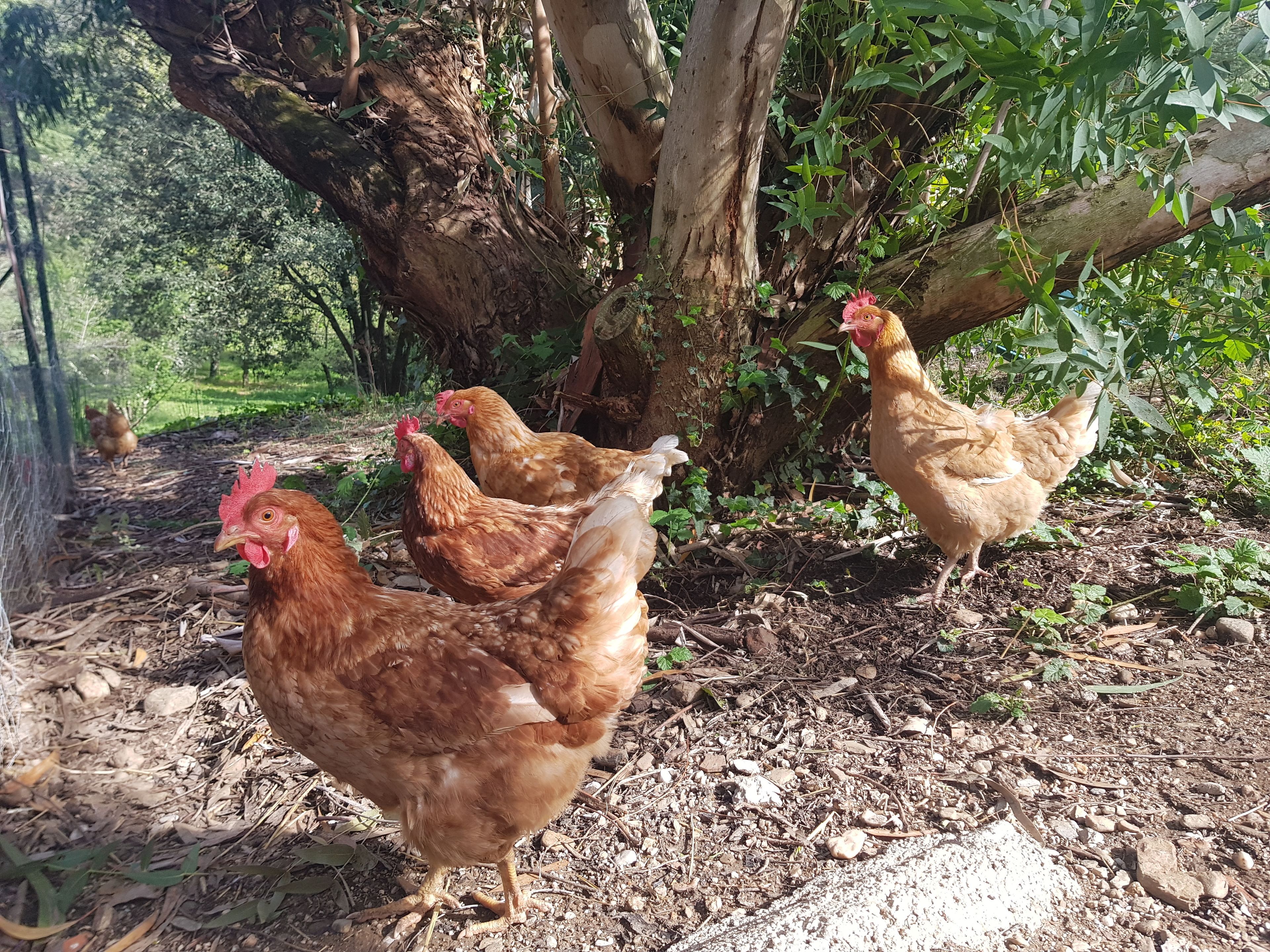 Un grupo de gallinas cerca de un árbol en un entorno natural.