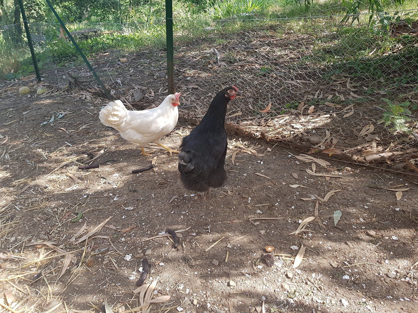 Twee kippen op een onverharde grond, met een draadhek en wat groen op de achtergrond.