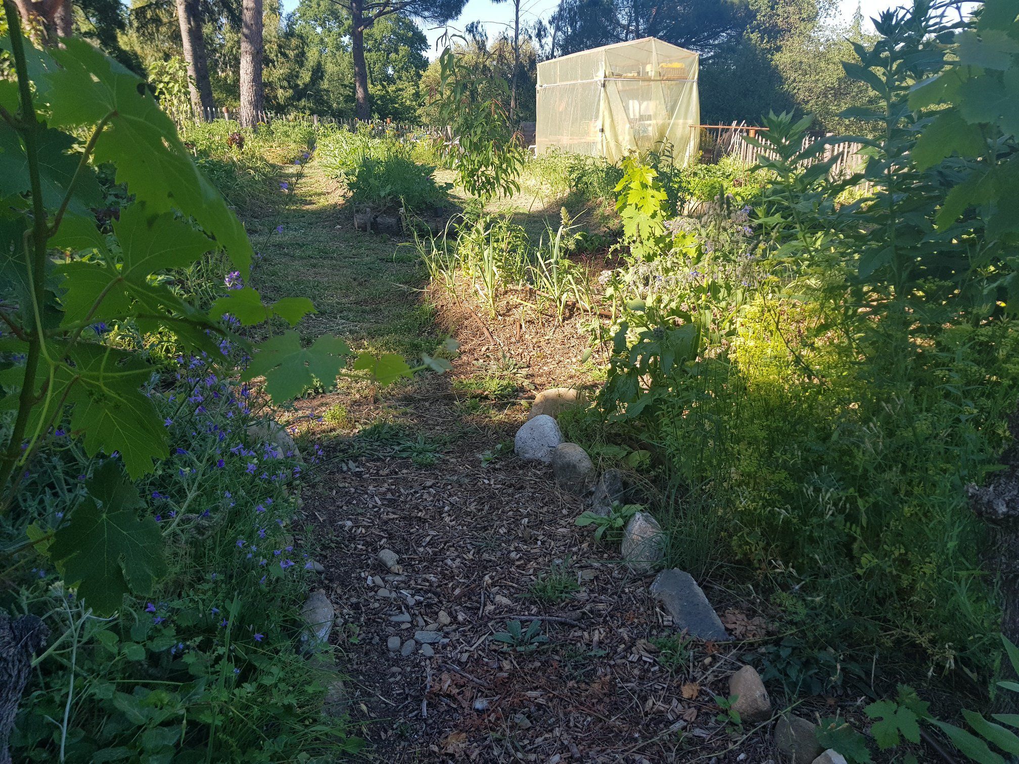 Un chemin de jardin avec une serre en arrière-plan.