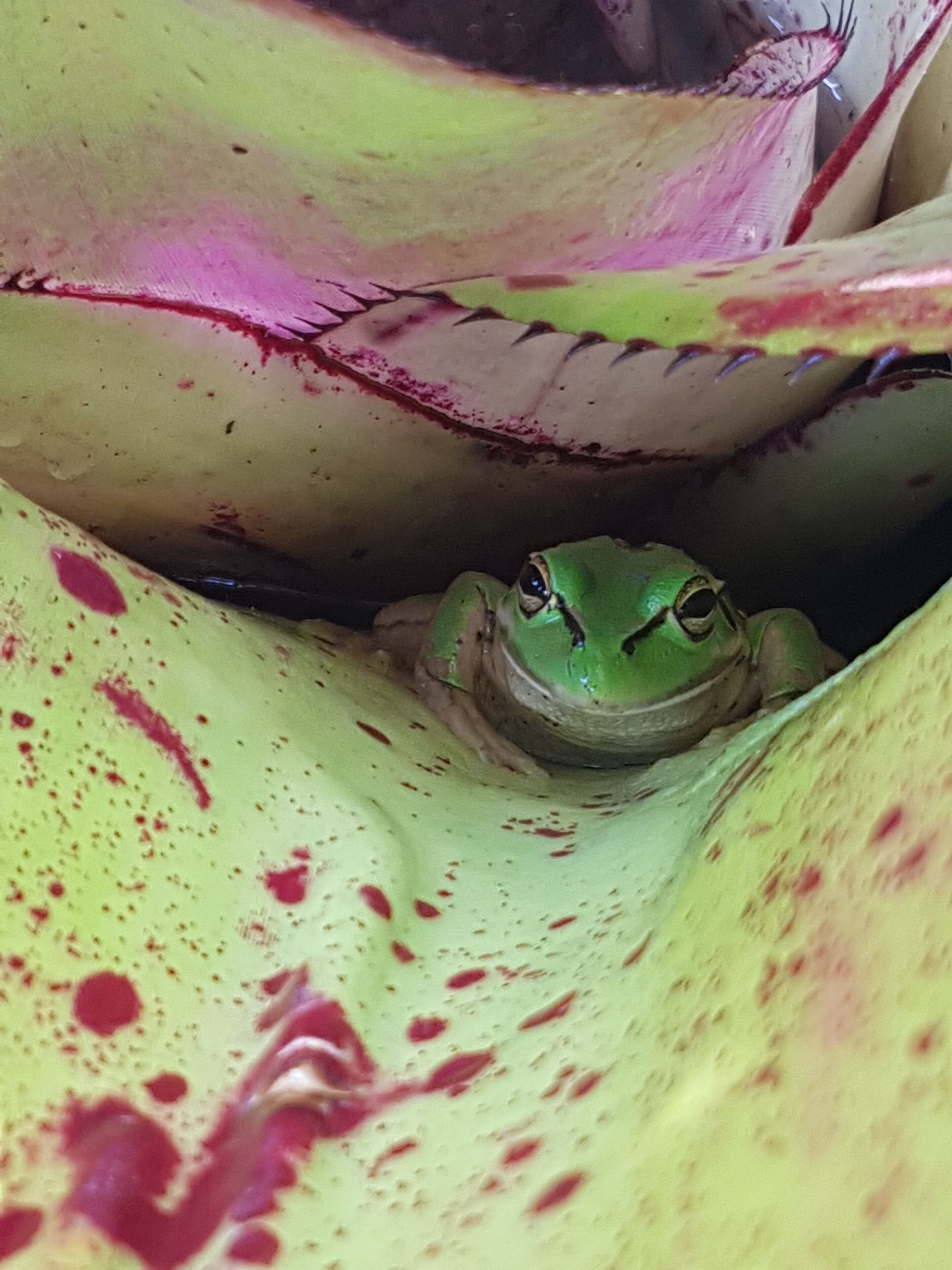 Una rana sobre una superficie verde con manchas rojas.