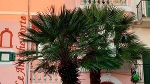 Een roze gebouw met een balkon en een palmboom ervoor, met een bord waarop 'Le Artichoke' staat.