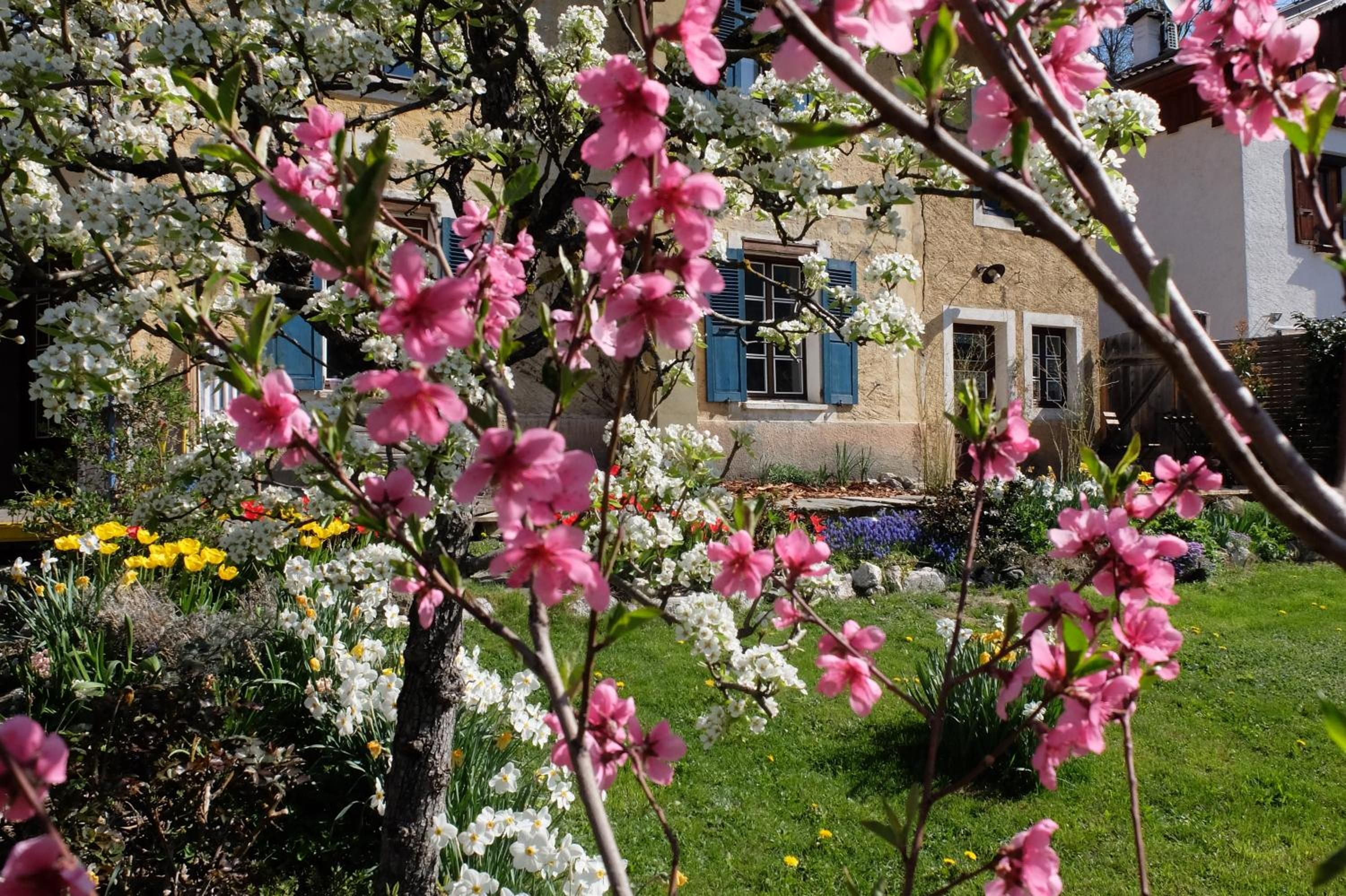 Un jardín con árboles floreados y un edificio con contraventanas azules.