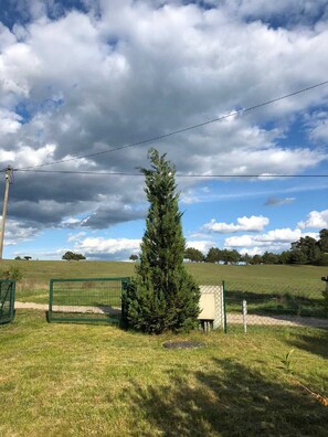 A grassy field with a tall coniferous tree, a green bench, and a utility pole with wires.