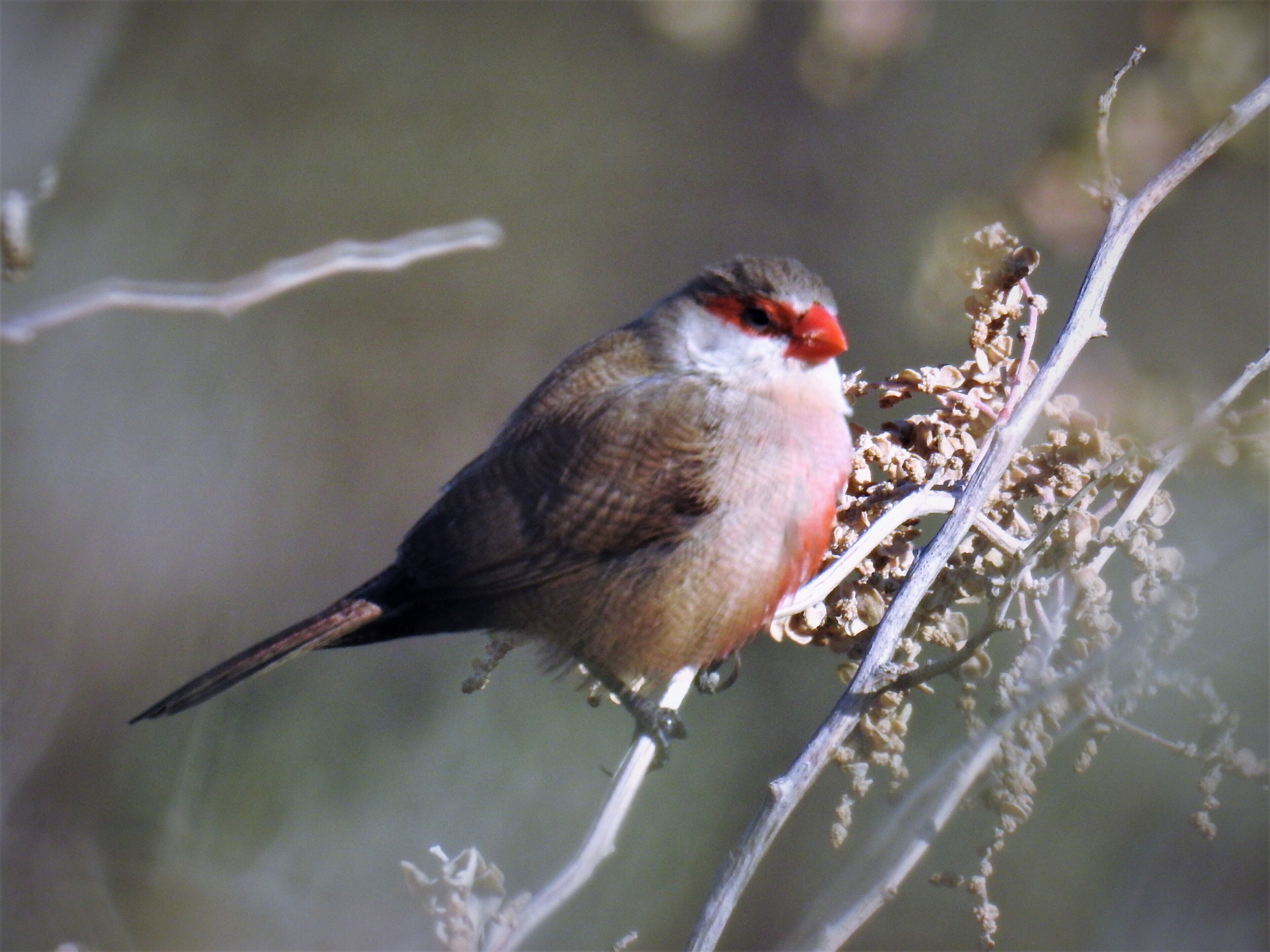 Ein Vogel sitzt auf einem Ast mit trockenen Blättern.