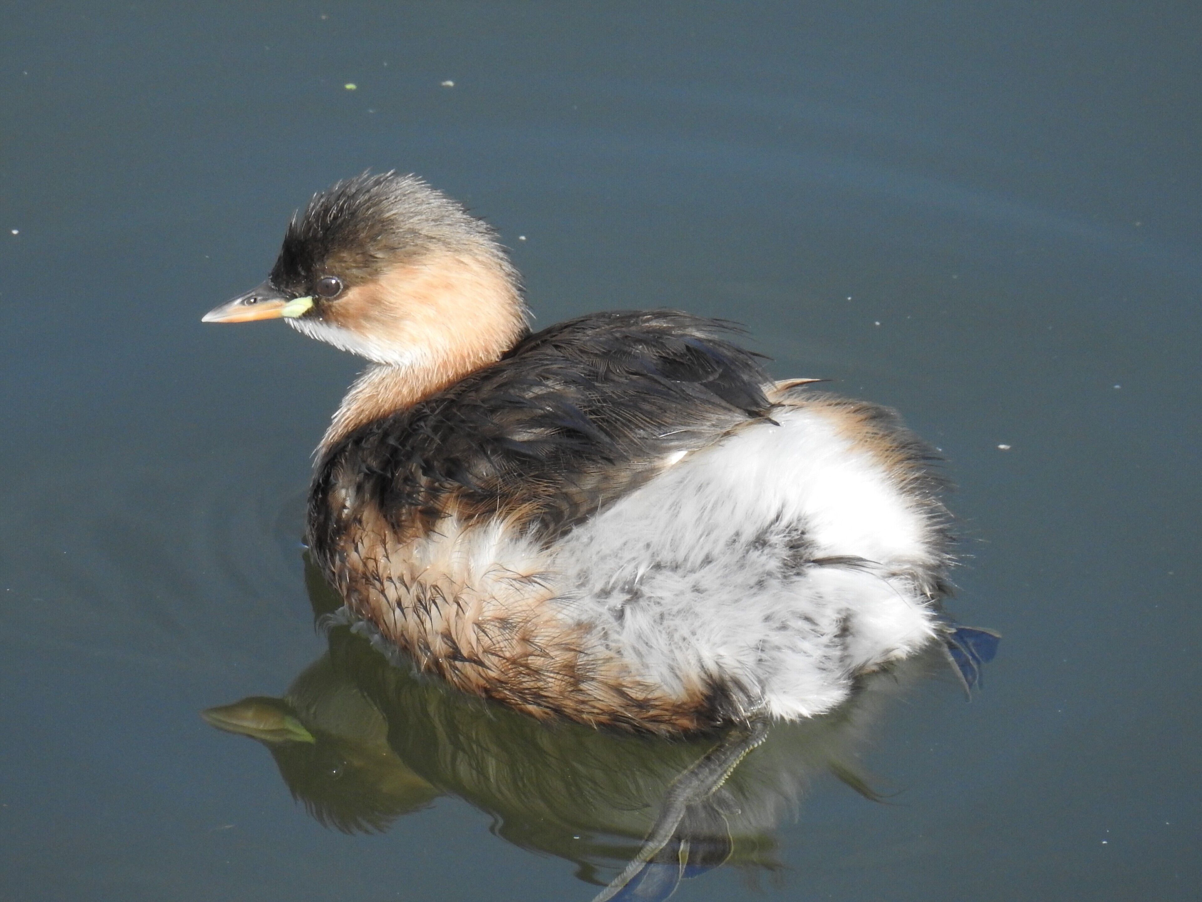 A duck swimming in water.