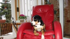 Un fauteuil en cuir rouge sur lequel est assis un chien.