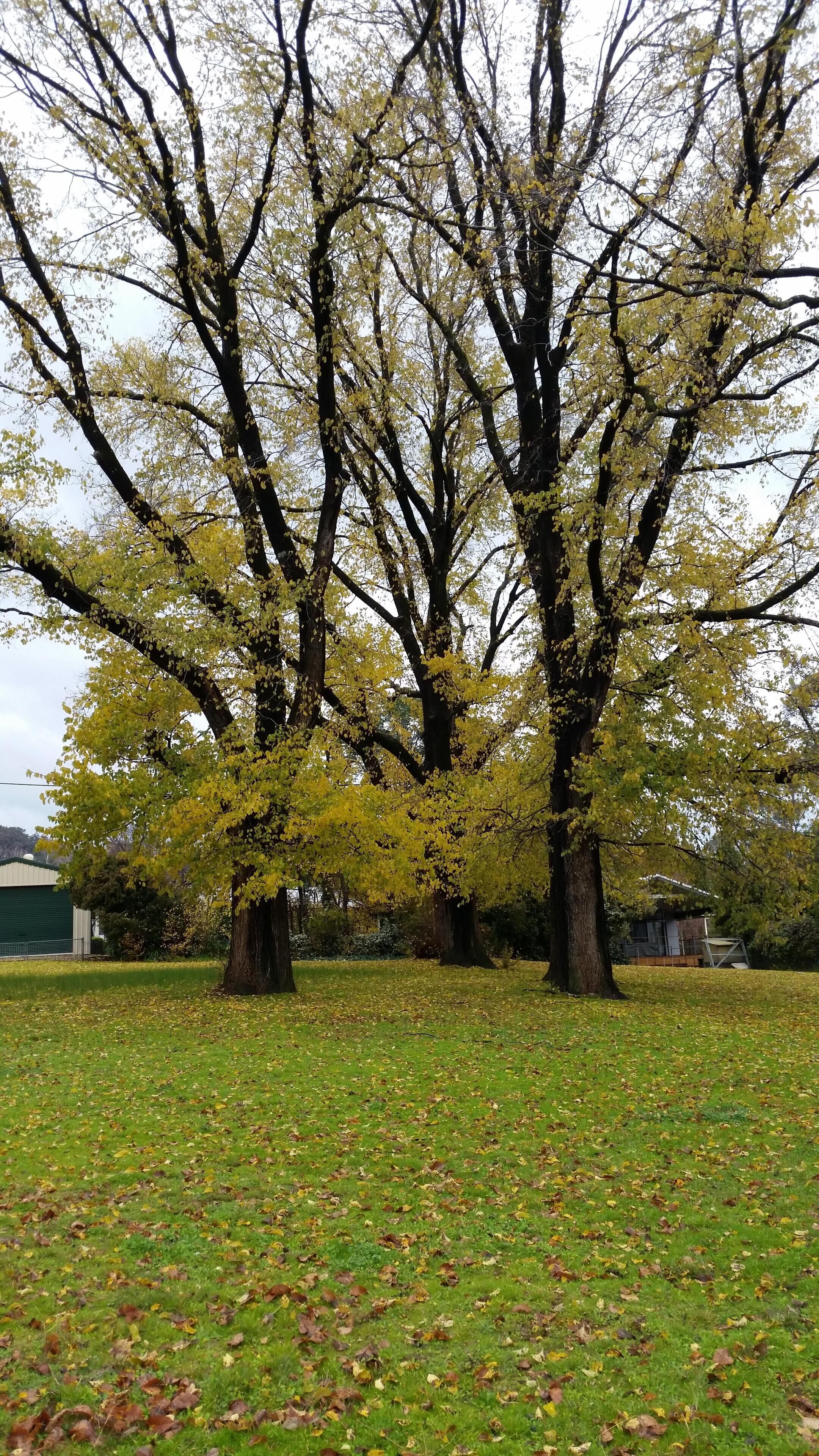 \"Torakina\"4 Pether St Talbingo  — image 11