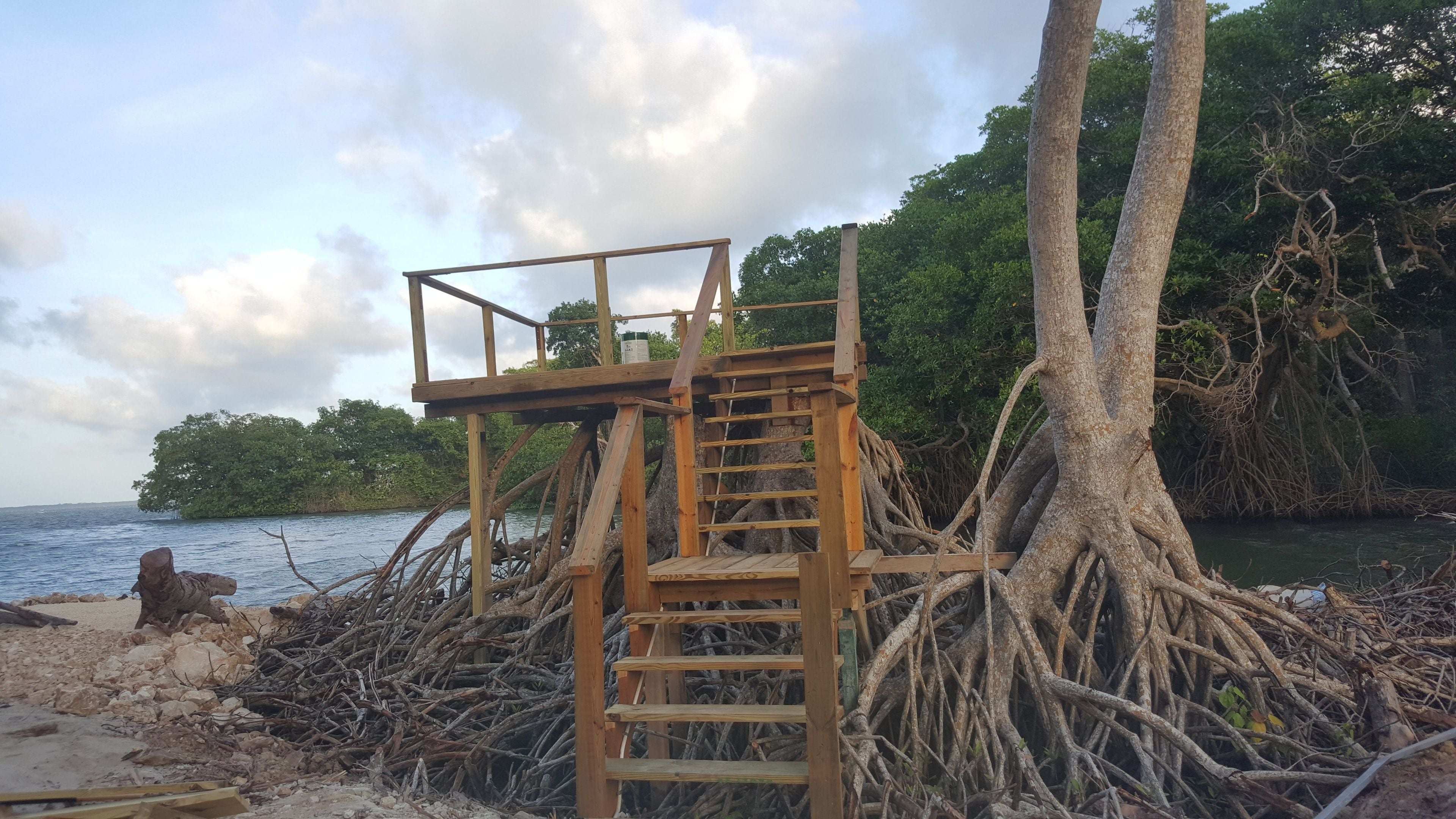 Una estructura de madera con una escalera, rodeada de gruesas raíces y árboles de mangle, con vistas a una masa de agua.