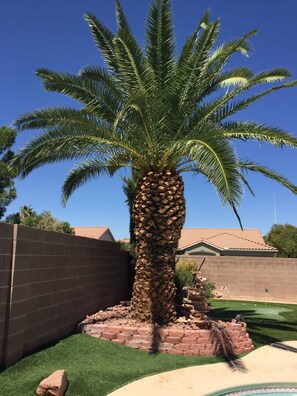 A palm tree in a landscaped area with a brick wall, a small rock structure, and a pool in the foreground.