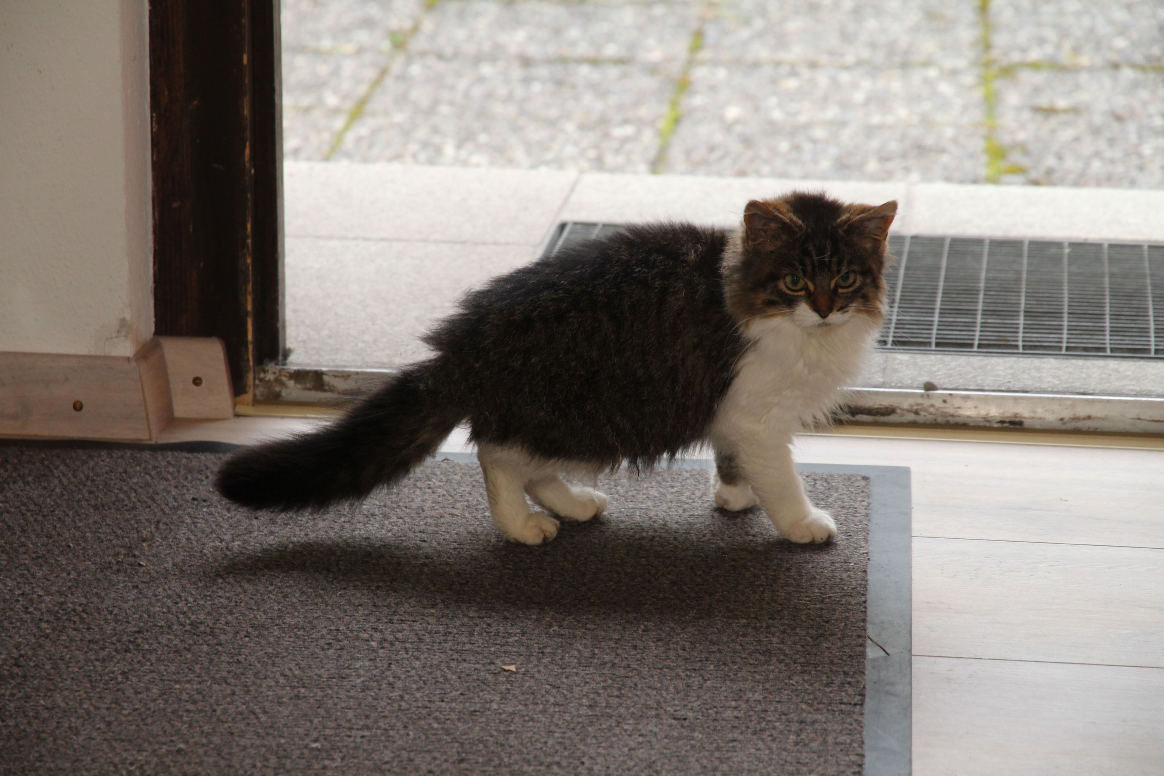 A cat standing on a mat near a door.