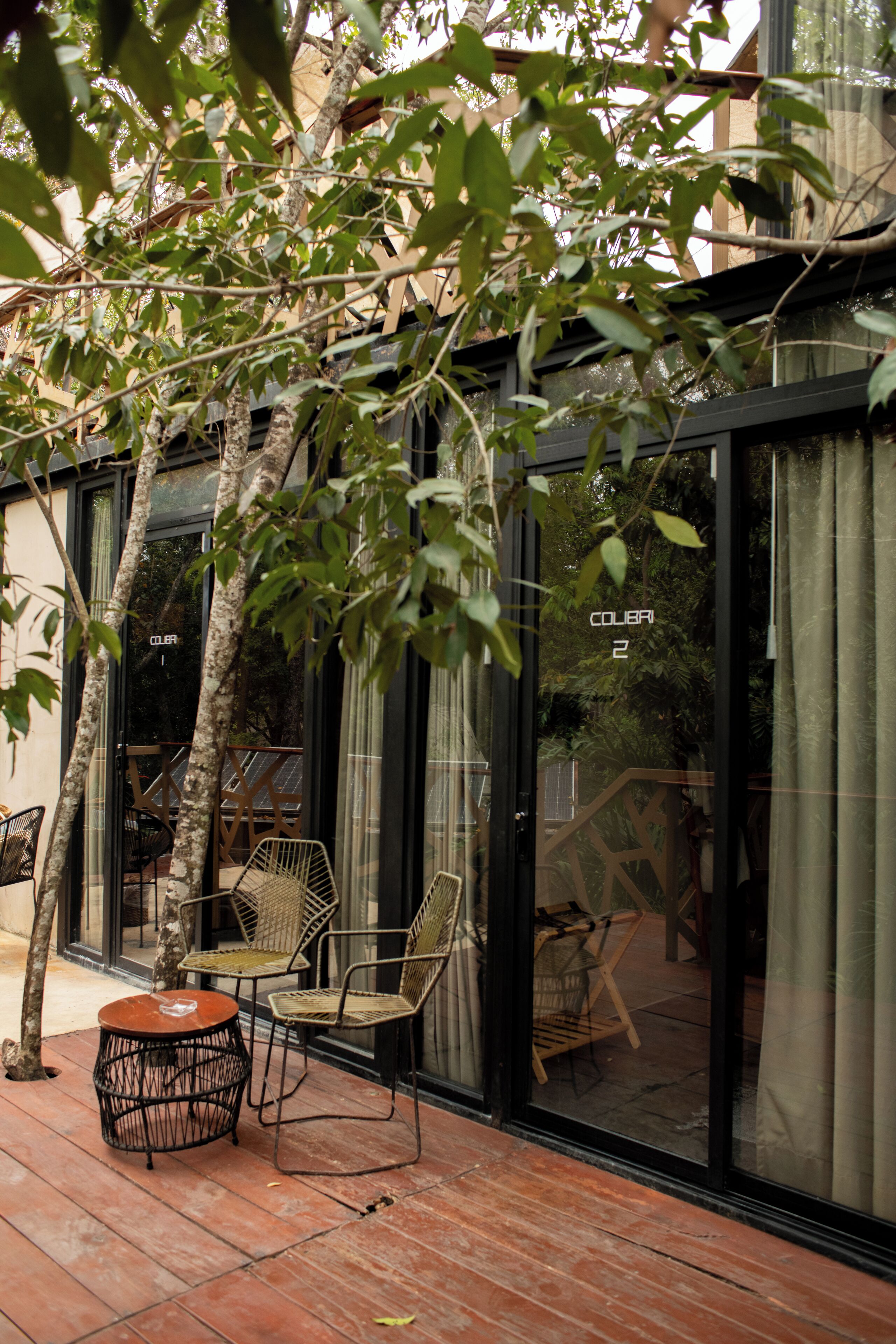 Photo - Bufo Alvarius