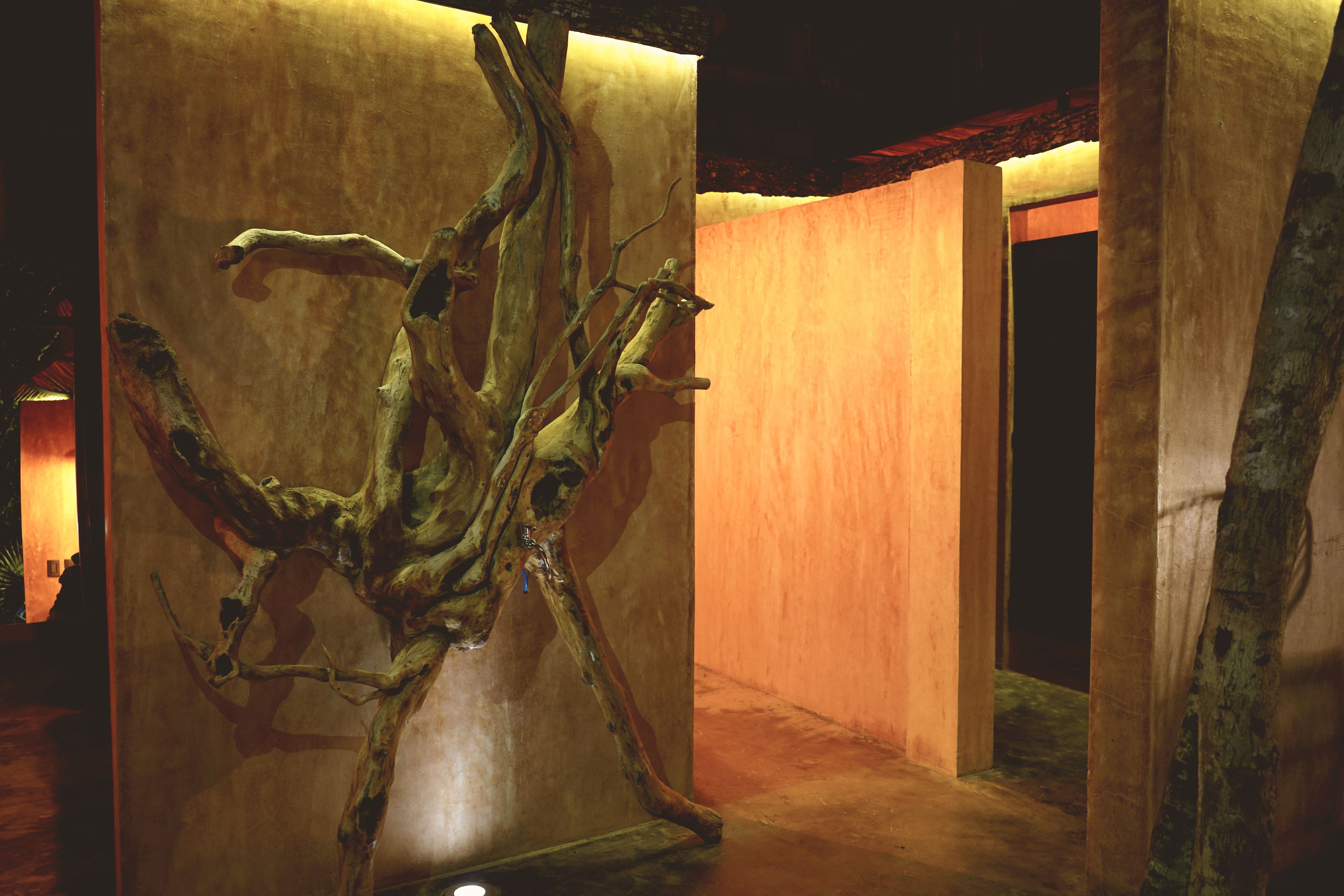 Photo - Bufo Alvarius