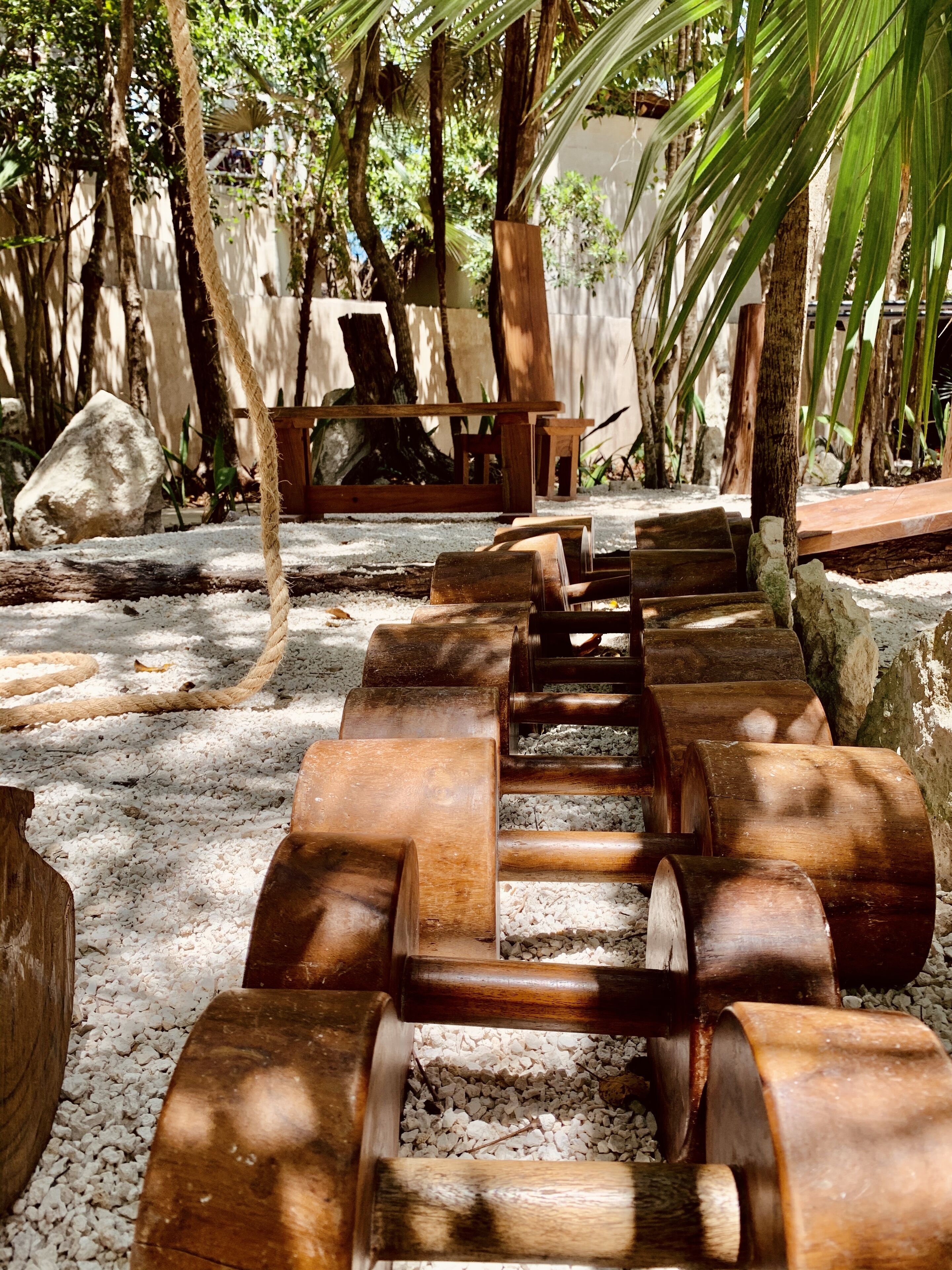 Photo - Bufo Alvarius