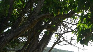 Una playa rocosa con un árbol grande al frente.
