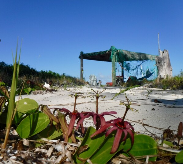 Una playa con una construcción grande y desgastada, posiblemente un muelle, rodeada de vegetación escasa y un cielo azul claro.