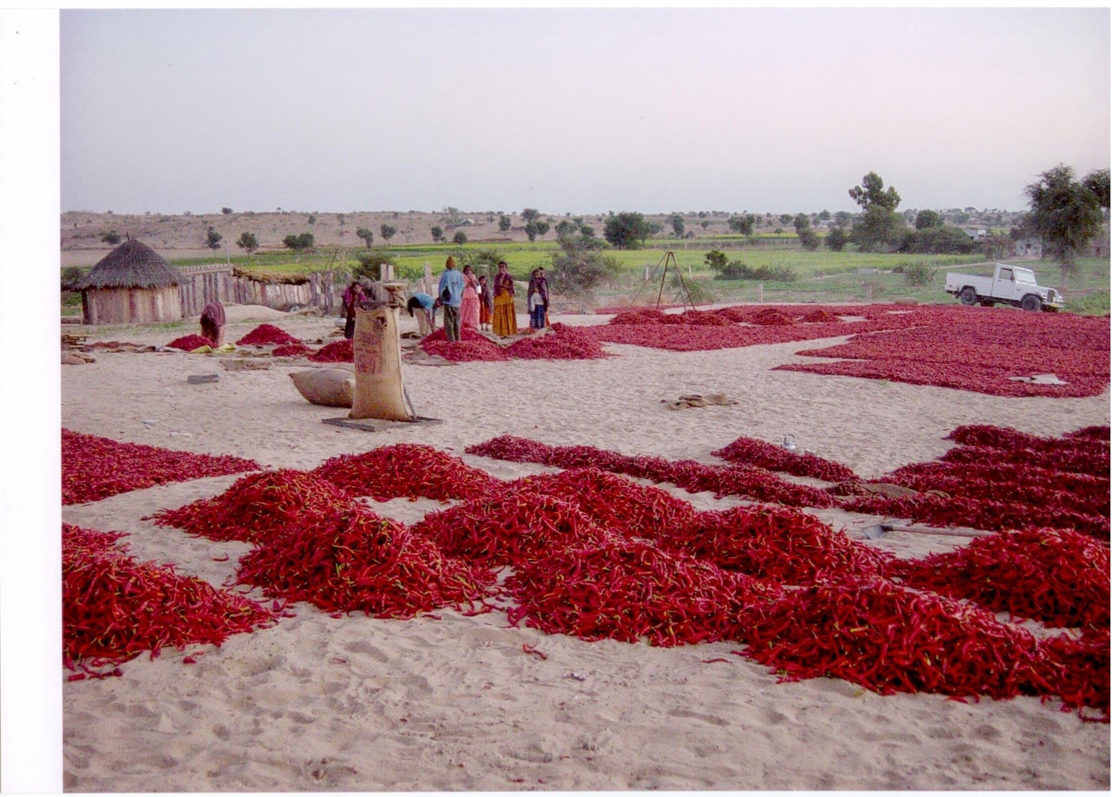 Ländliche Landschaft mit Feldern roter Ernte und einigen Personen in traditioneller Tracht.