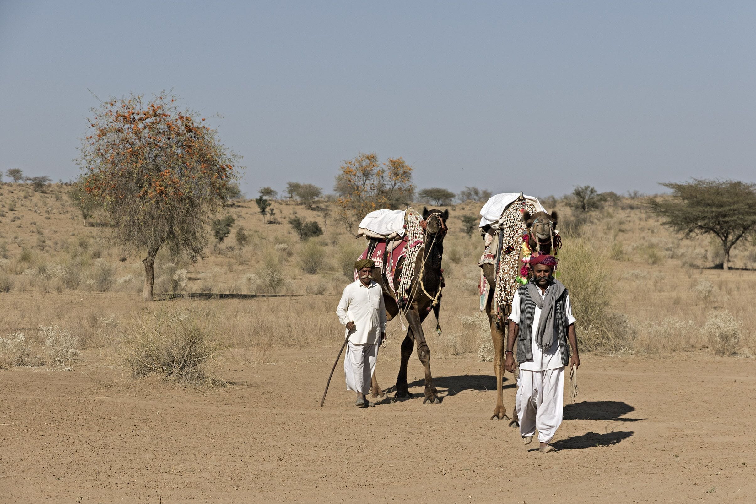 A desert landscape with two camels and two men walking.