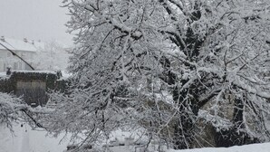 A snow-covered tree with a stone bridge in the foreground. - L' Arche d' Yvann (Campuac)