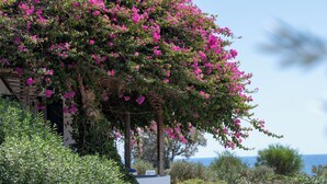 Een gebouw met een pergola, overdekt met roze bloemen, omringd door groen.