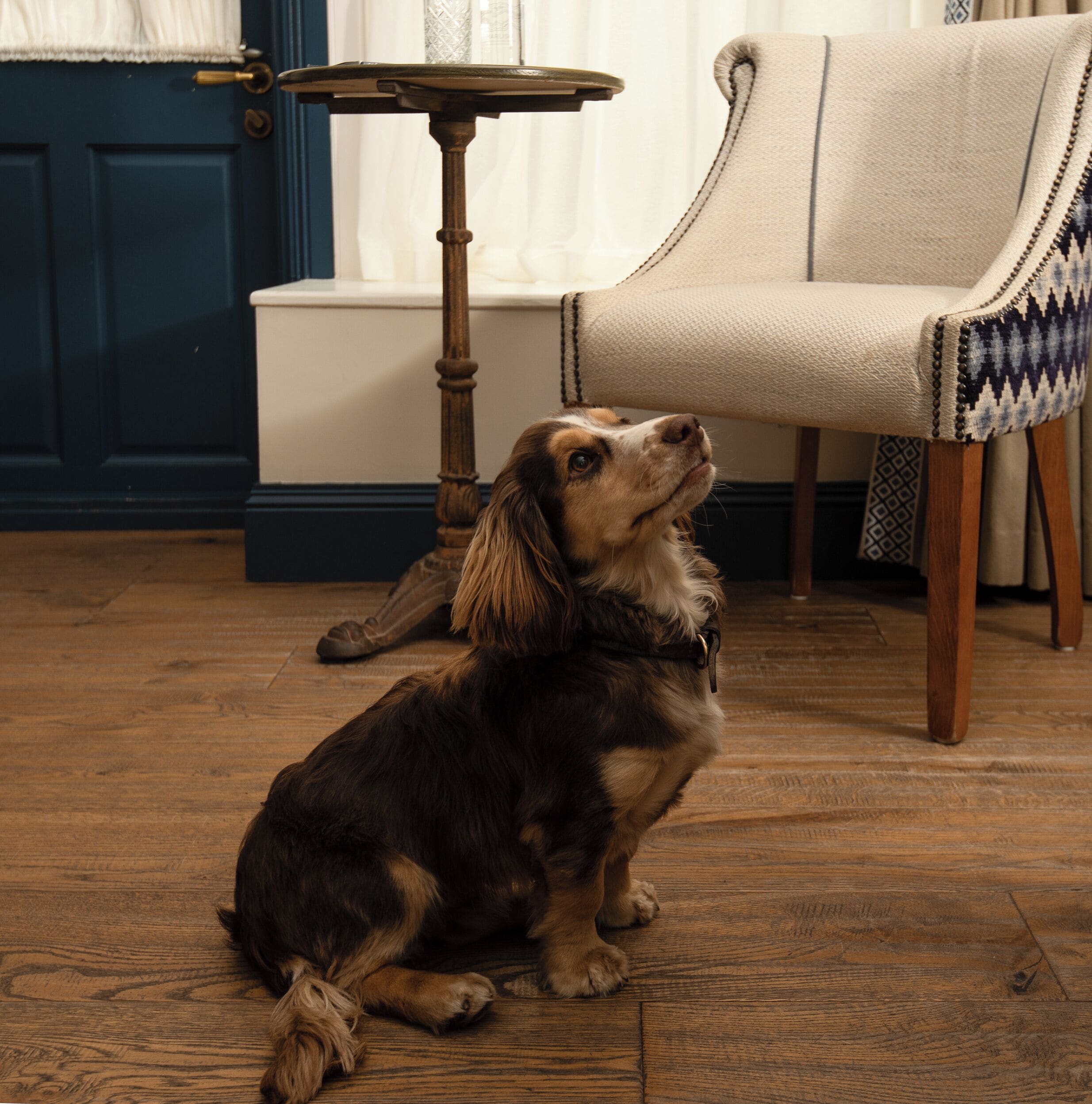 A dog sitting on a wooden floor in a room with a chair and a table.