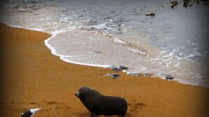Zeehond op een zanderig strand, met een vogel in de buurt.