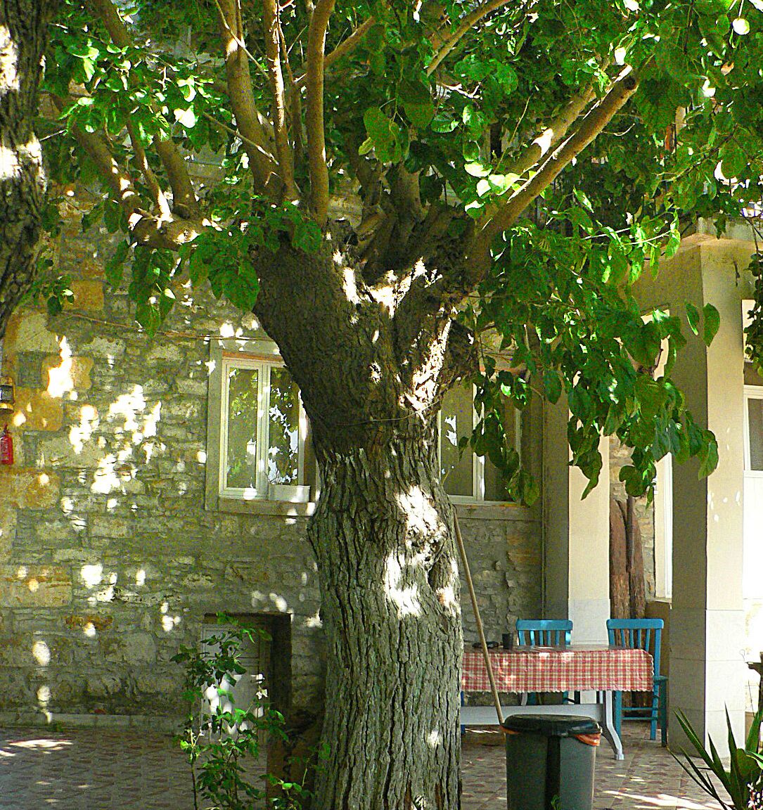 1 habitación, escritorio y espacio para trabajar con laptop 