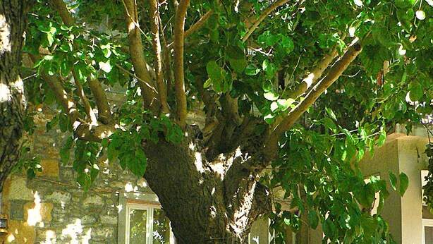 A tree in front of a stone building with a table and chairs. - Yesildag Pansiyon Gokceada (Gökçeada)