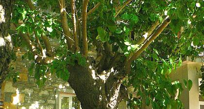 Yesildag Pansiyon Gokceada