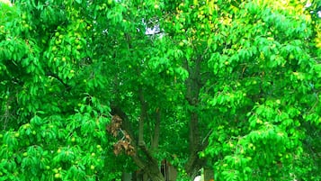 Jardim