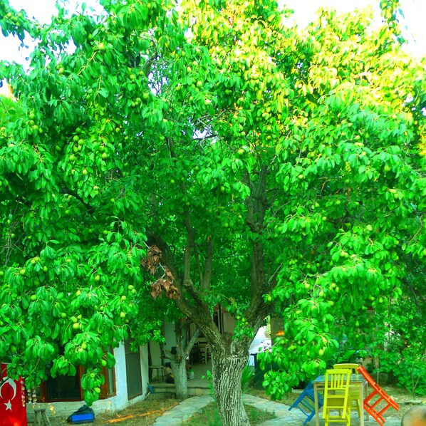 Jardín