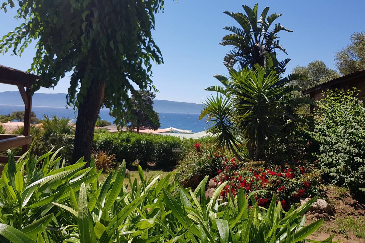 Un jardin agrémenté de plantes tropicales et offrant une vue sur l’océan.