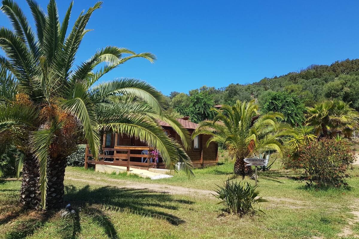 Un chalet rustique en bois, doté d’une véranda, entouré d’une végétation luxuriante et de palmiers.