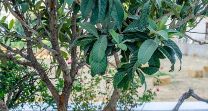 Euphoria Chora Naxos