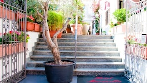 A set of stone steps leading up to a building, with a potted tree in the center. - Hotel Marinella (Celle Ligure)