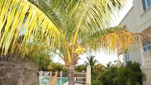 A palm tree with coconuts, a wooden deck, and a pool in the background. - Coconut Tree Villa (East End)