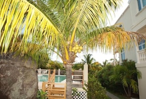 Una palmera con cocos, una terraza de madera y una piscina al fondo.