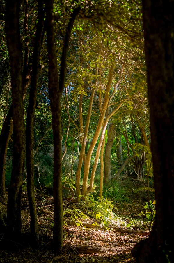 A dense forest with tall trees and a narrow path.
