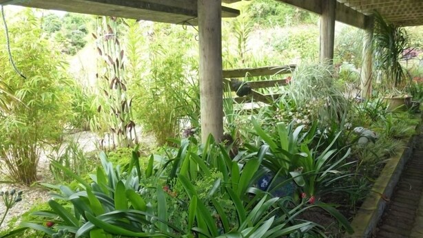 A covered garden area with various plants and a wooden bench. - Monty's self-contained unit (Kawhia)