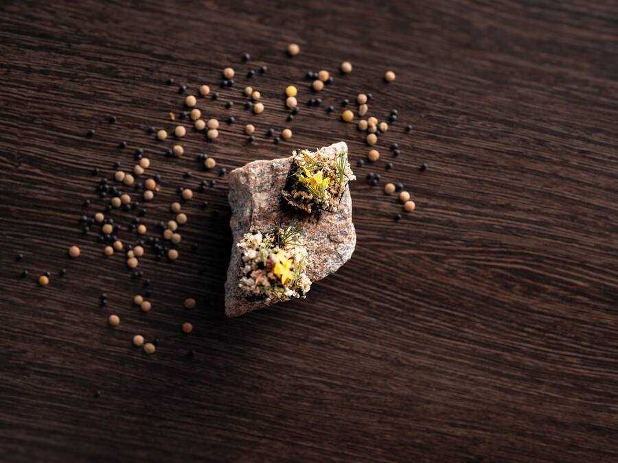 A rock with a small plant growing on it, surrounded by scattered seeds on a wooden surface.