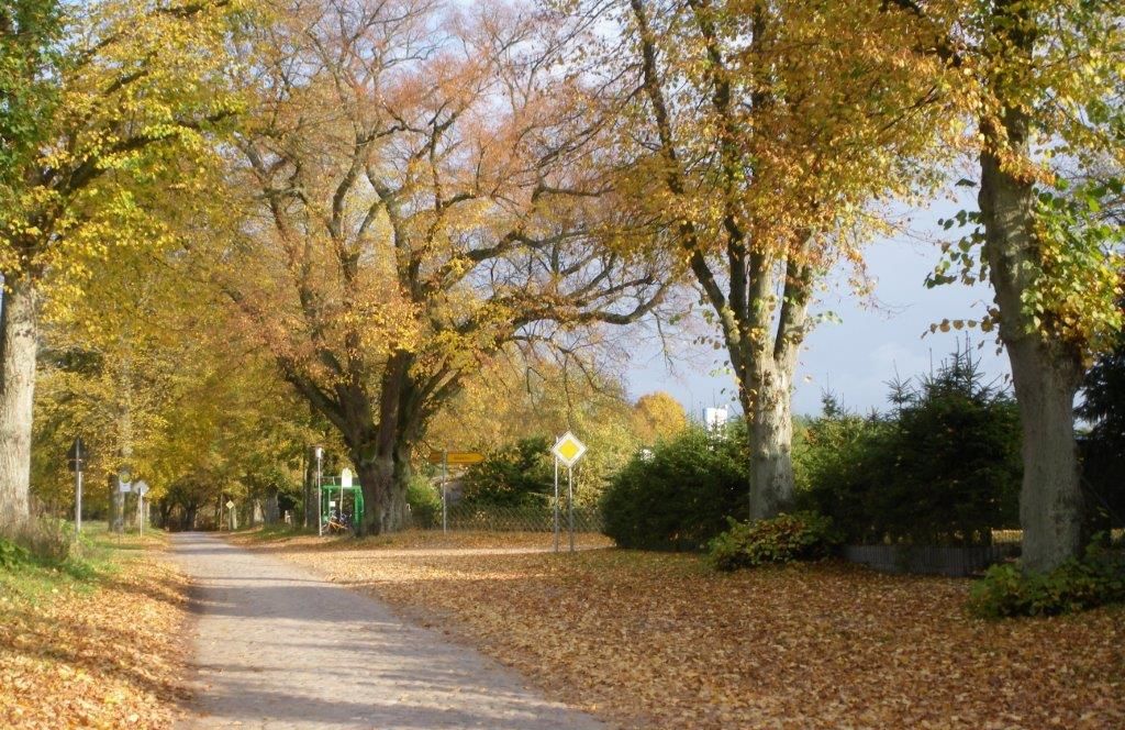 A tree-lined path with a sign indicating a pedestrian crossing ahead.